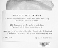 Gyrophora arctica image